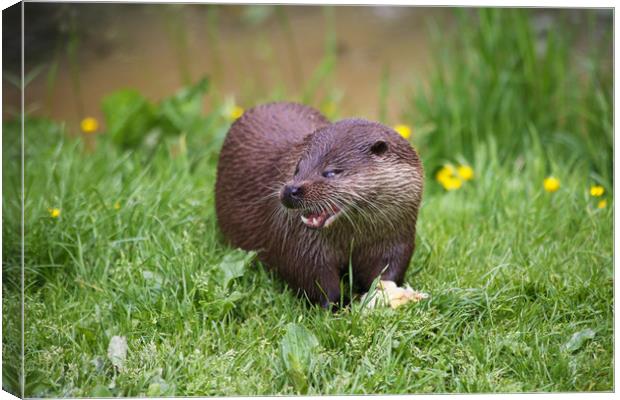 Otter funny cute face feeding Canvas Print by Steve Mantell
