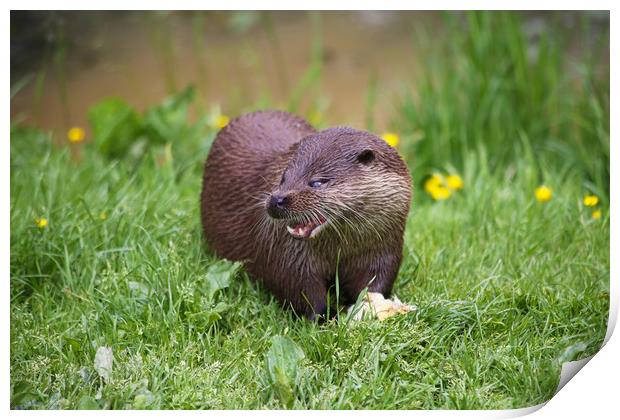 Otter funny cute face feeding Print by Steve Mantell