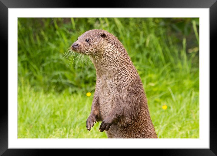 Otter standing up on hind legs Framed Mounted Print by Steve Mantell