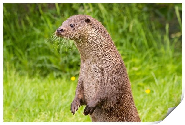 Otter standing up on hind legs Print by Steve Mantell
