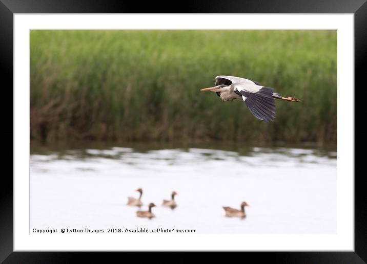 Grey Heron Fly By Framed Mounted Print by Wayne Lytton