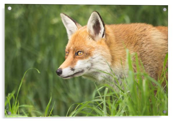 Fox close up portrait Acrylic by Steve Mantell