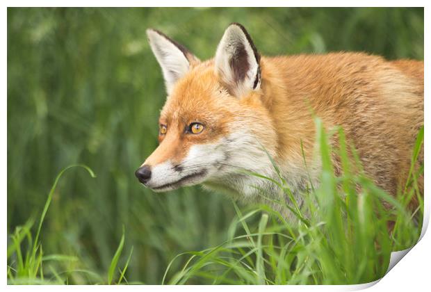 Fox close up portrait Print by Steve Mantell