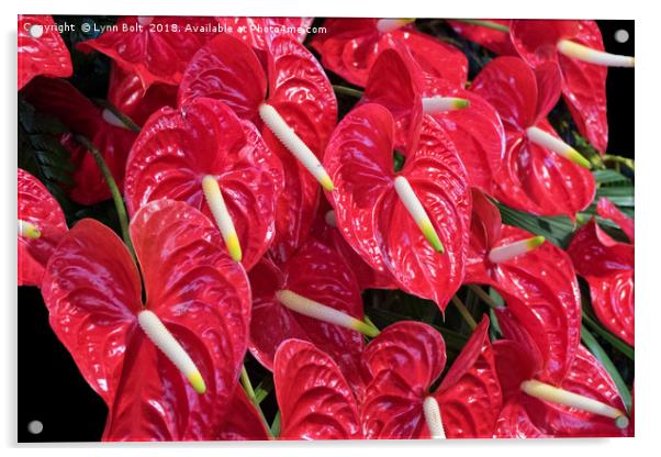 Red Anthurium Acrylic by Lynn Bolt
