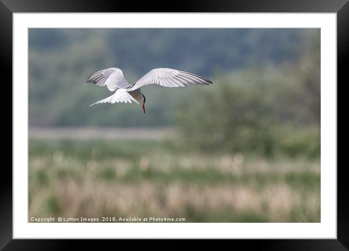 Common Tern (looking down) Framed Mounted Print by Wayne Lytton