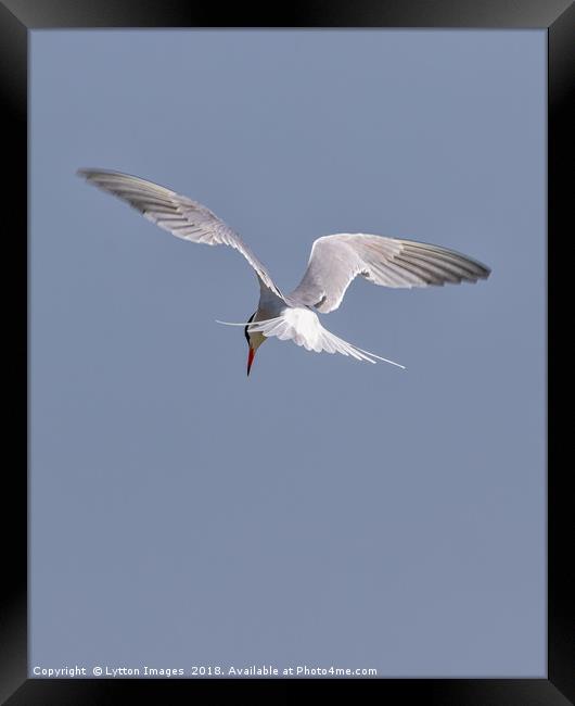 Searching  (common Tern) Framed Print by Wayne Lytton