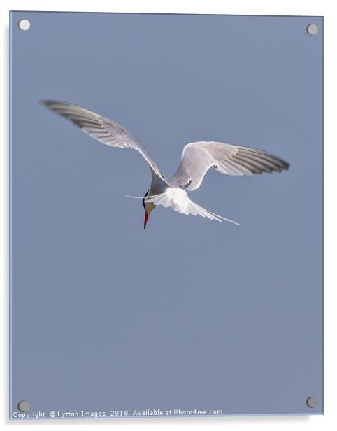 Searching  (common Tern) Acrylic by Wayne Lytton