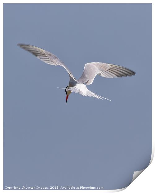 Searching  (common Tern) Print by Wayne Lytton