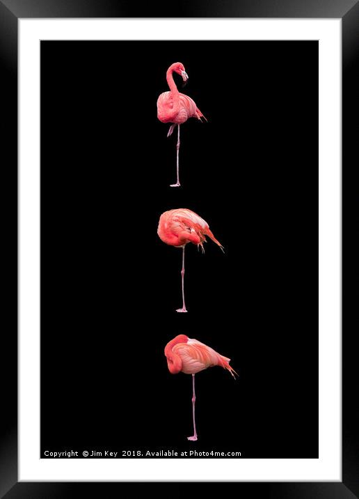 Flamingos on Black (Portrait) Framed Mounted Print by Jim Key