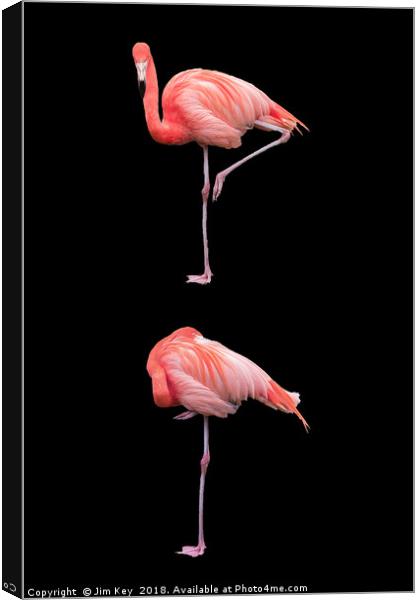 Flamingos on Black (Portrait) Canvas Print by Jim Key