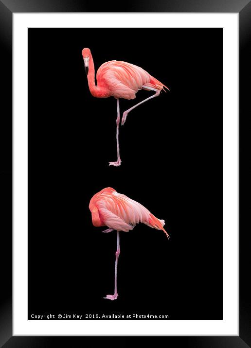 Flamingos on Black (Portrait) Framed Mounted Print by Jim Key