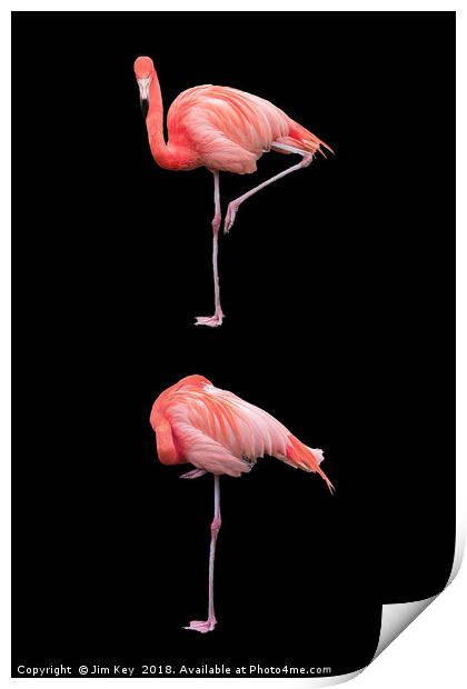 Flamingos on Black (Portrait) Print by Jim Key