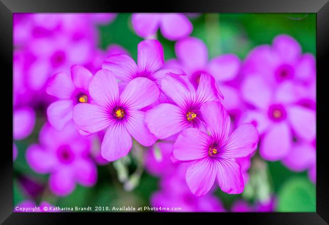 Violet Wood-sorrel flowers Framed Print by KB Photo