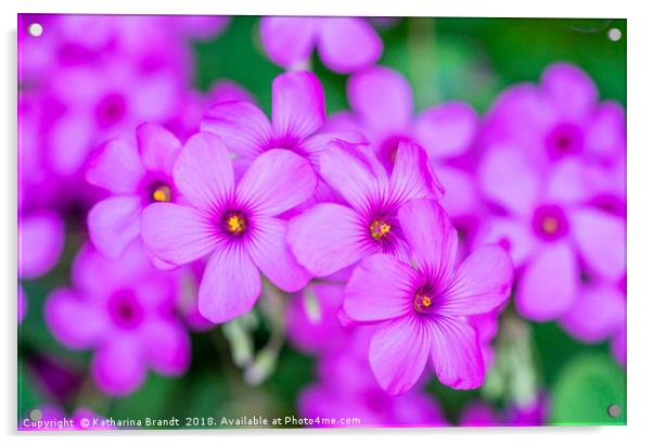 Violet Wood-sorrel flowers Acrylic by KB Photo