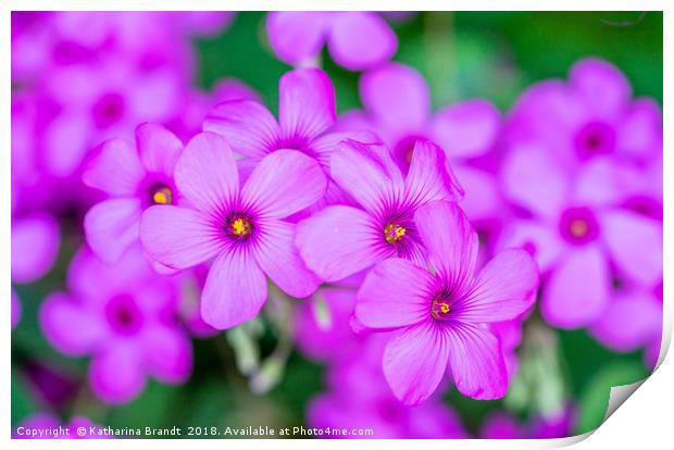 Violet Wood-sorrel flowers Print by KB Photo