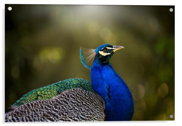 Peacock Acrylic by Elizabeth Pollington