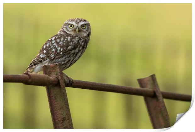 Little Owl  Print by Ian Hufton