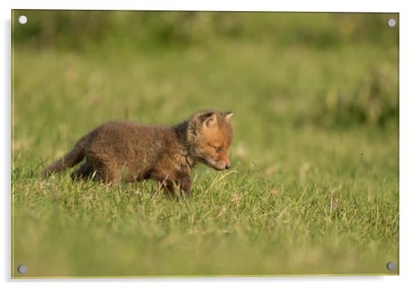 Fox Cub Acrylic by Ian Hufton