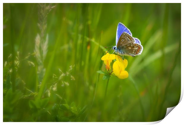 Common blue butterfly   Print by chris smith