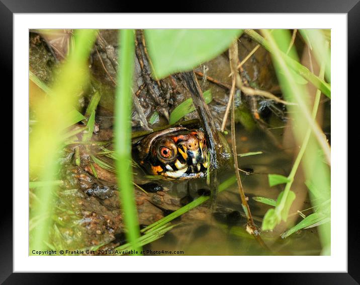 Box Turtle and Tadpoles Framed Mounted Print by Frankie Cat