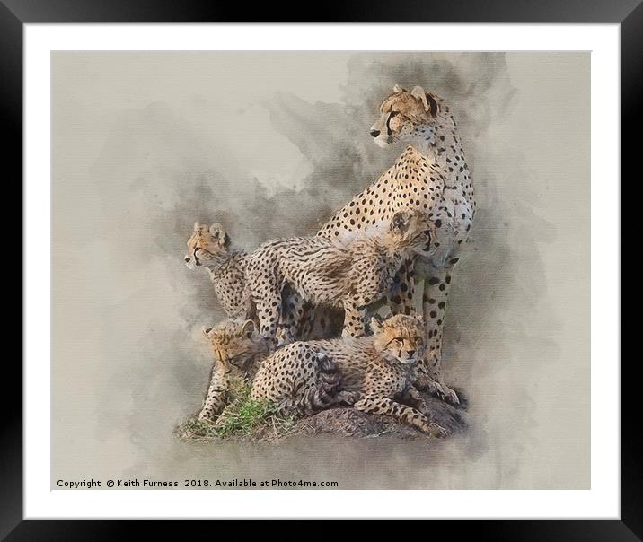 Cheetah Family Framed Mounted Print by Keith Furness