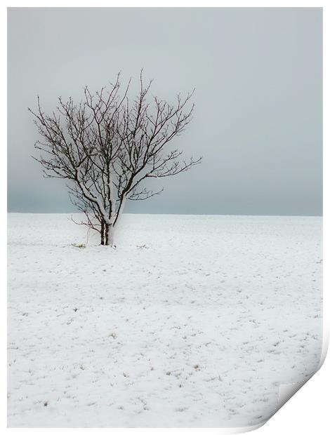 Cold Winter Landscape Print by Nicola Clark