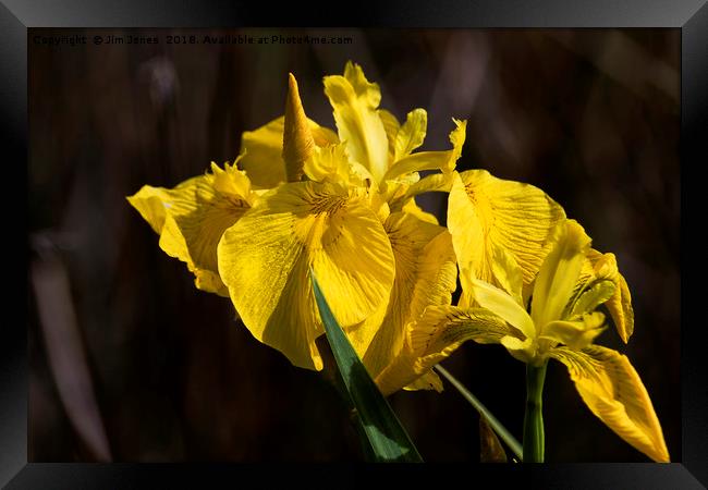 Yellow Flag Iris Framed Print by Jim Jones