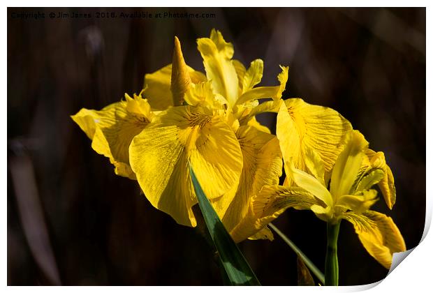 Yellow Flag Iris Print by Jim Jones