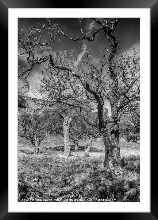 Trees on Ben Vorlich Framed Mounted Print by Douglas Milne