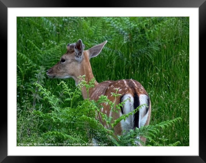          Amongst The Ferns                       Framed Mounted Print by Jane Metters