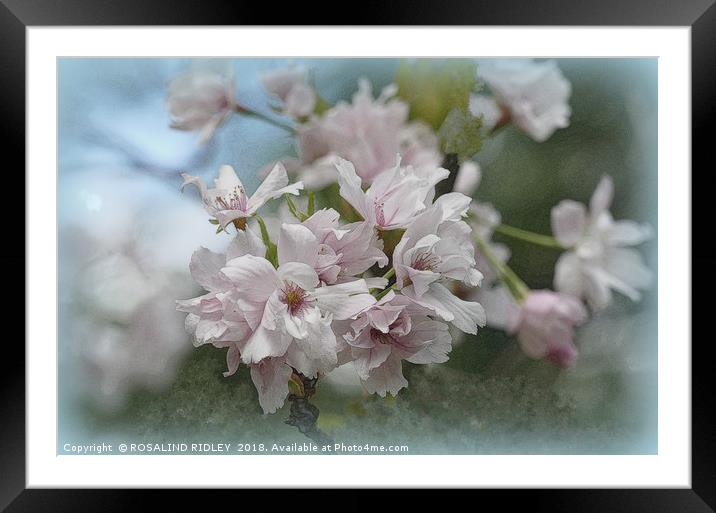 "Blossoms in the wind" Framed Mounted Print by ROS RIDLEY
