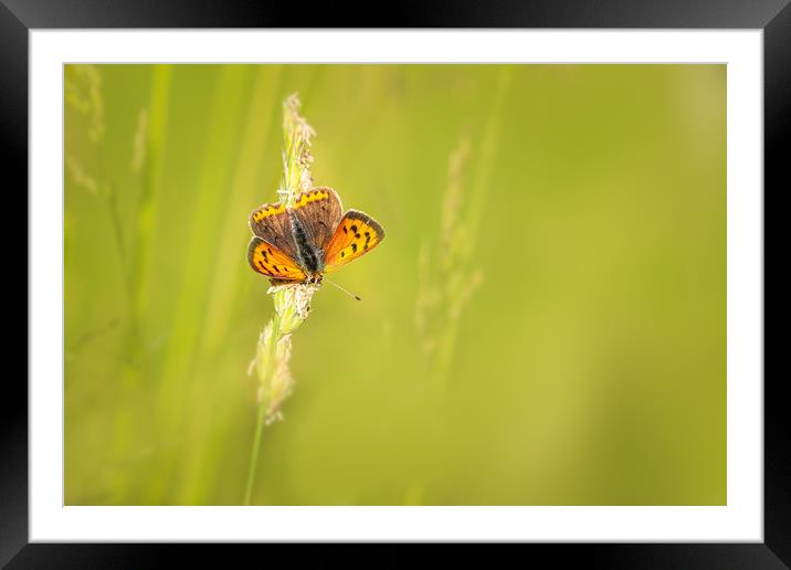 Small copper butterfly   Framed Mounted Print by chris smith