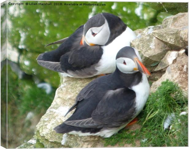 Puffins on Bempton Cliffs.  Canvas Print by Lilian Marshall