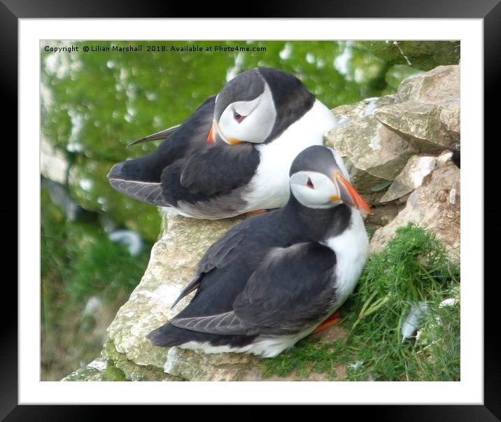 Puffins on Bempton Cliffs.  Framed Mounted Print by Lilian Marshall