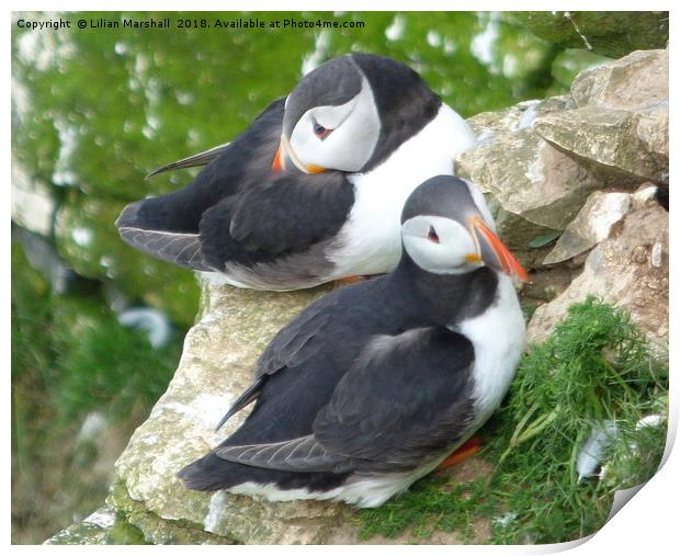 Puffins on Bempton Cliffs.  Print by Lilian Marshall