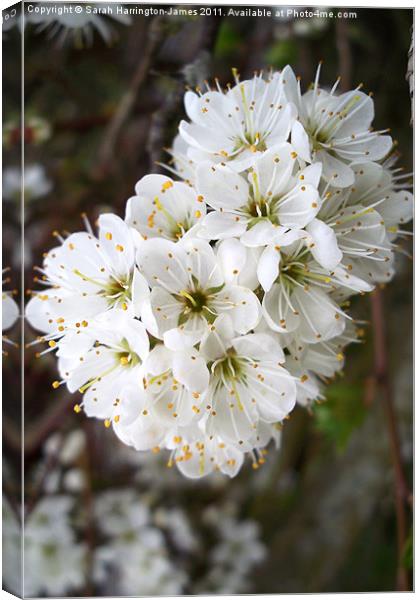 White hawthorn blossom (Crataegus monogyna) Canvas Print by Sarah Harrington-James