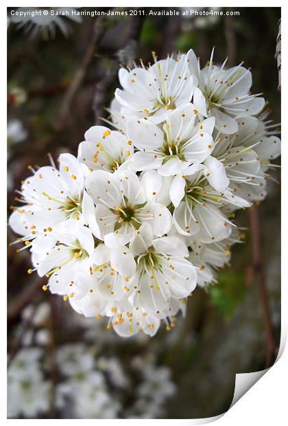 White hawthorn blossom (Crataegus monogyna) Print by Sarah Harrington-James