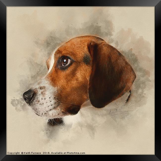 Beagle Framed Print by Keith Furness