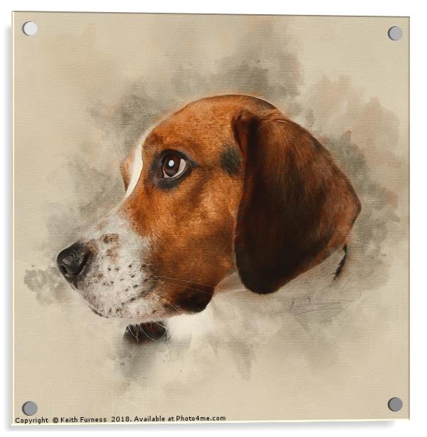 Beagle Acrylic by Keith Furness
