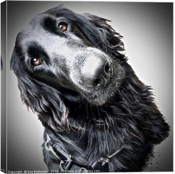 Flat-Coated Retriever Canvas Print by Sue Bottomley