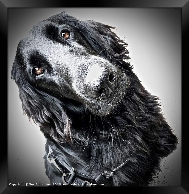 Flat-Coated Retriever Framed Print by Sue Bottomley