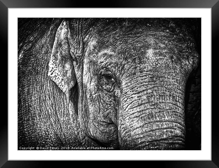 Elephant Framed Mounted Print by David Pacey