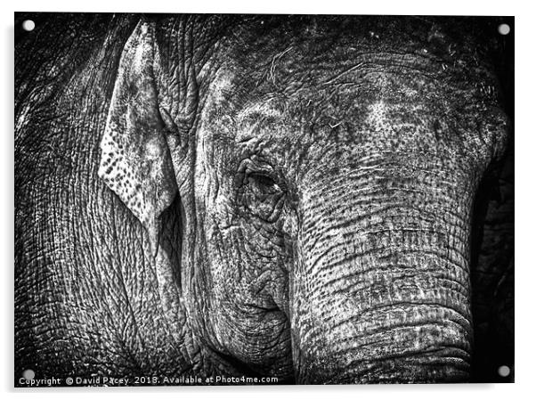 Elephant Acrylic by David Pacey