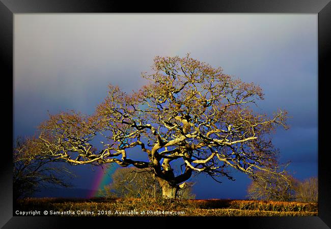 Rainbow Oak Tree Framed Print by Sammy Pea