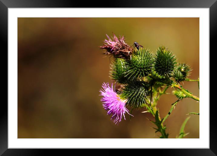 Scottish Thistle Framed Mounted Print by paul green