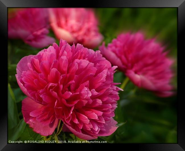 "Perfect pink Peony" Framed Print by ROS RIDLEY