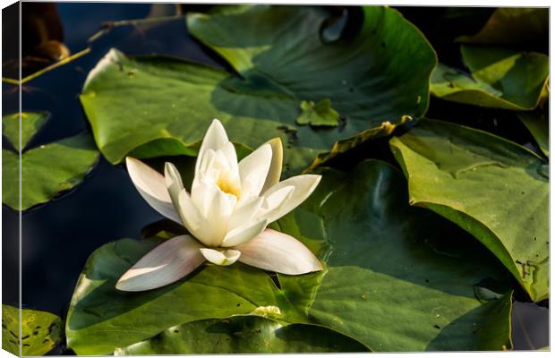 White water lily in summer pond Canvas Print by Sergey Fedoskin