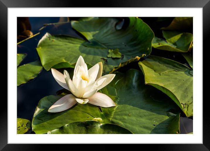 White water lily in summer pond Framed Mounted Print by Sergey Fedoskin
