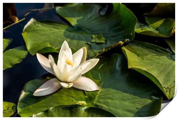 White water lily in summer pond Print by Sergey Fedoskin