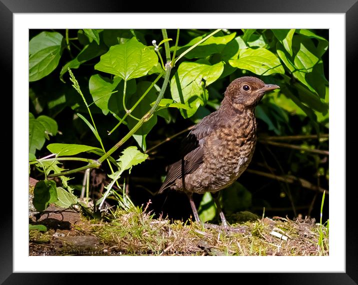 Majestic Close-Up of a Young Blackbird Framed Mounted Print by Heidi Hennessey